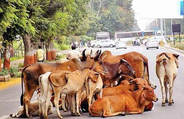 सड़क पर दिखा मवेशी, तो मालिक पर होगी कार्रवाई, कलेक्टर का निर्देश